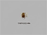 藏品(台灣微條金龜)的圖片